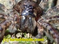 /home//u458753944/public_html/sourcegallery/////////////////////////////////Insects and small critters/spiders and kin (Arachnida)/P8031005.JPG